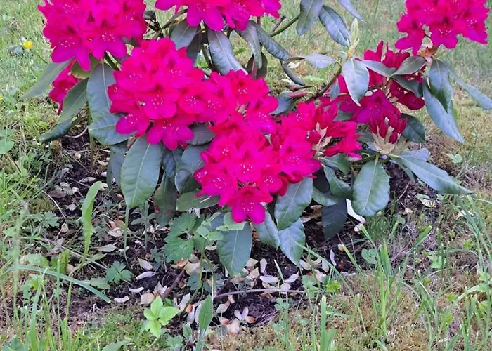 Hany Mariánské Lázně